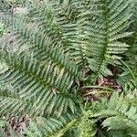 Polystichum aculeatum Blad