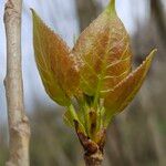 Populus nigra Φύλλο