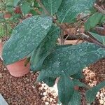 Acokanthera oblongifolia Leaf