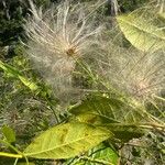 Clematis ligusticifolia Плод