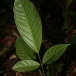 Poecilanthe hostmannii Hoja
