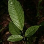 Poecilanthe hostmannii Leaf