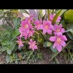 Zephyranthes rosea ᱵᱟᱦᱟ