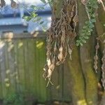 Sophora microphylla Fruto