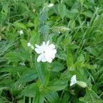 Silene armeria Flor