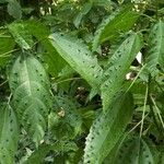 Urera baccifera Hoja