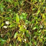 Persicaria strigosa Folha