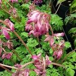 Dicentra formosa 花