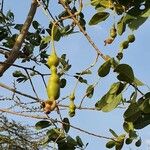 Maerua angolensis Fruit