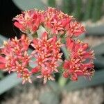 Crassula perfoliata Flor