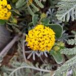 Abronia latifolia Flower