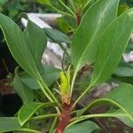 Protea cynaroides Folha