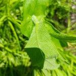 Eupatorium perfoliatum Leaf