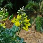 Sophora tomentosa Blomst