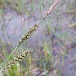 Carex panicea Flor
