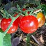 Solanum lycopersicum Плід