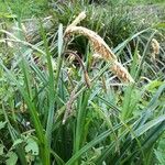 Carex pendula Blüte