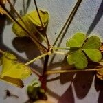 Oxalis fontana Blad