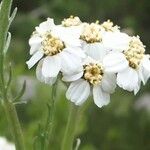 Achillea clavennae Flors