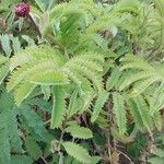 Melianthus major 葉