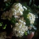 Murraya paniculata Květ