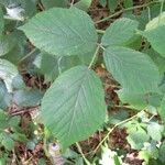 Rubus foliosus Blatt