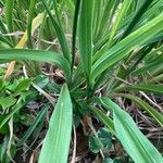Hemerocallis dumortieri List