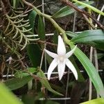 Angraecum mauritianum 花