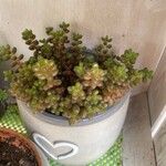 Sedum stahlii Ліст