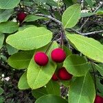 Ilex mucronata Fruit