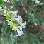 Abelia × grandiflora Květ