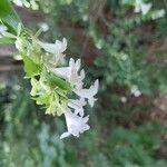 Abelia × grandifloraКветка