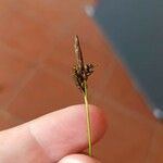 Carex umbrosa Květ