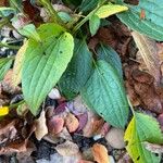 Rudbeckia fulgida Leaf