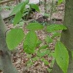 Fagus grandifoliaFolio