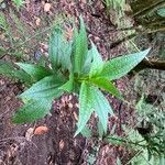 Ixanthus viscosus Hoja