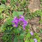 Orychophragmus violaceus Flor