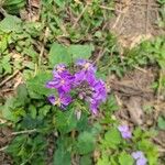 Orychophragmus violaceus Flower