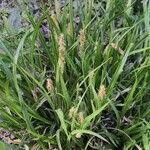 Carex umbrosa पत्ता