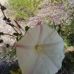 Calystegia macrostegia Õis