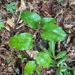 Smilax rotundifolia Leaf