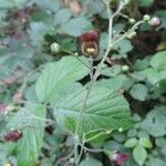 Scrophularia alpestris Flower