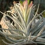 Tillandsia mauryana Hábito
