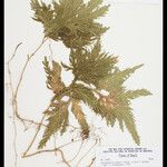 Selaginella parkeri Лист