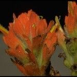 Castilleja mendocinensis Flor