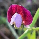 Lathyrus clymenum Květ