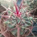 Ferocactus latispinus Лист