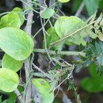 Cynanchum obtusifolium Leaf