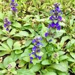 Ajuga genevensis 花