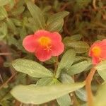 Portulaca umbraticola花